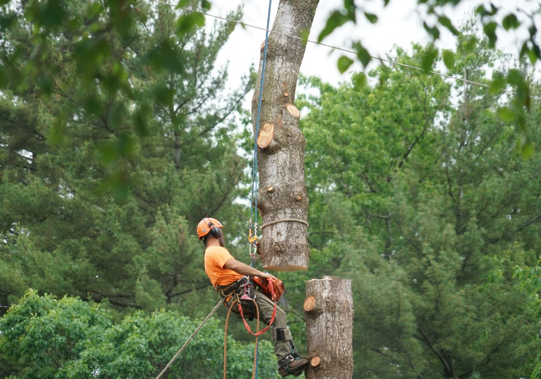 An image of Tree and Stump Removal in Beech Grove, IN
